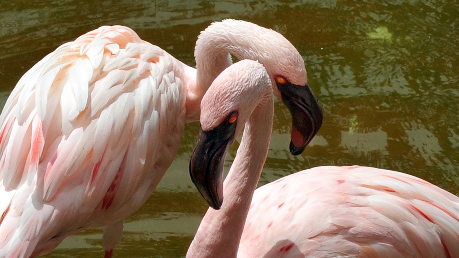 Малые фламинго лишились одного из четырёх мест гнездования в Африке