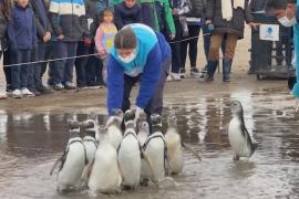 11 спасённых магеллановых пингвинов вернулись в Атлантику