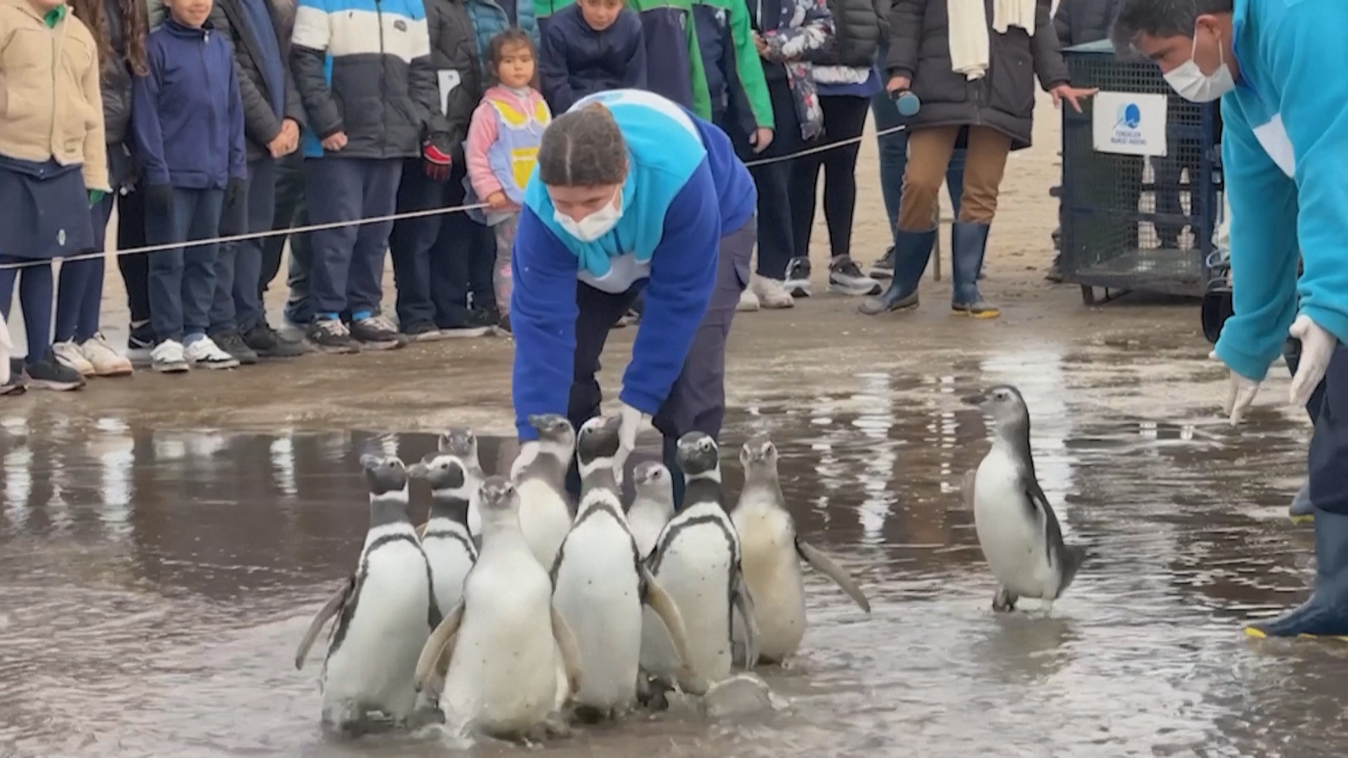 11 спасённых магеллановых пингвинов вернулись в Атлантику 11 спасённых магеллановых пингвинов вернулись в Атлантику