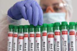 Бразилия выявила птичий грипп у диких видов и расследует возможную вспышку на ферме