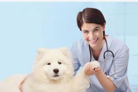 Почему стерилизация домашних питомцев — это проявление заботы