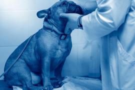 Помощь рядом: зачем нужна круглосуточная ветеринарная клиника