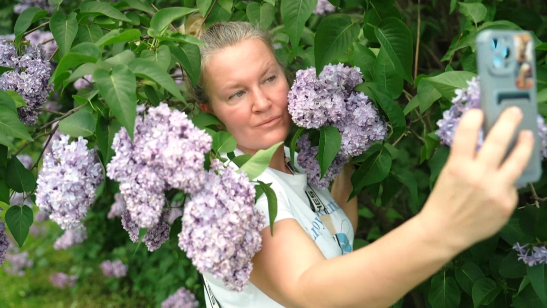 В Москве цветёт сирень, радуя своих ценителей В Москве цветёт сирень, радуя своих ценителей