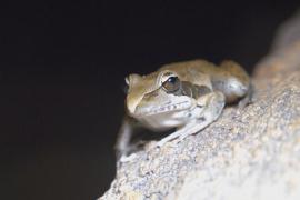 Австралийские учёные ищут новые виды насекомых, чтобы лучше понимать природу
