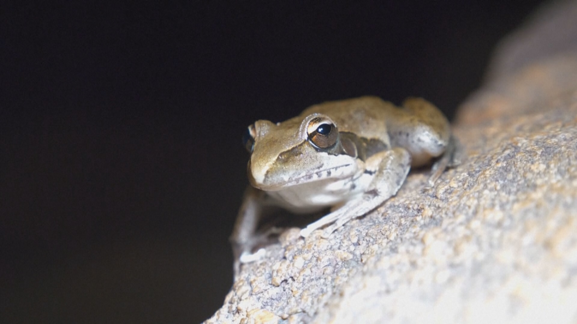 Австралийские учёные ищут новые виды насекомых, чтобы лучше понимать природу Австралийские учёные ищут новые виды насекомых, чтобы лучше понимать природу