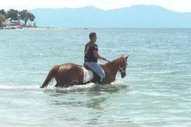 Как лошади в Греции проходят обряд очищения в море