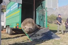 В ЮАР спасли морского слона, который приполз в город