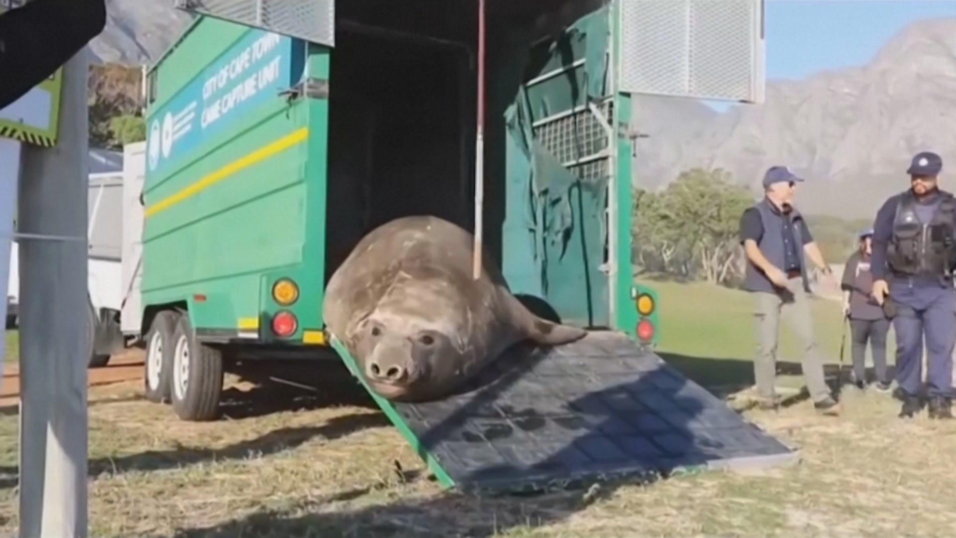 В ЮАР спасли морского слона, который приполз в город В ЮАР спасли морского слона, который приполз в город