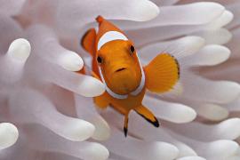 Рыбы-клоуны умеют сжимать тела во время тепловых волн