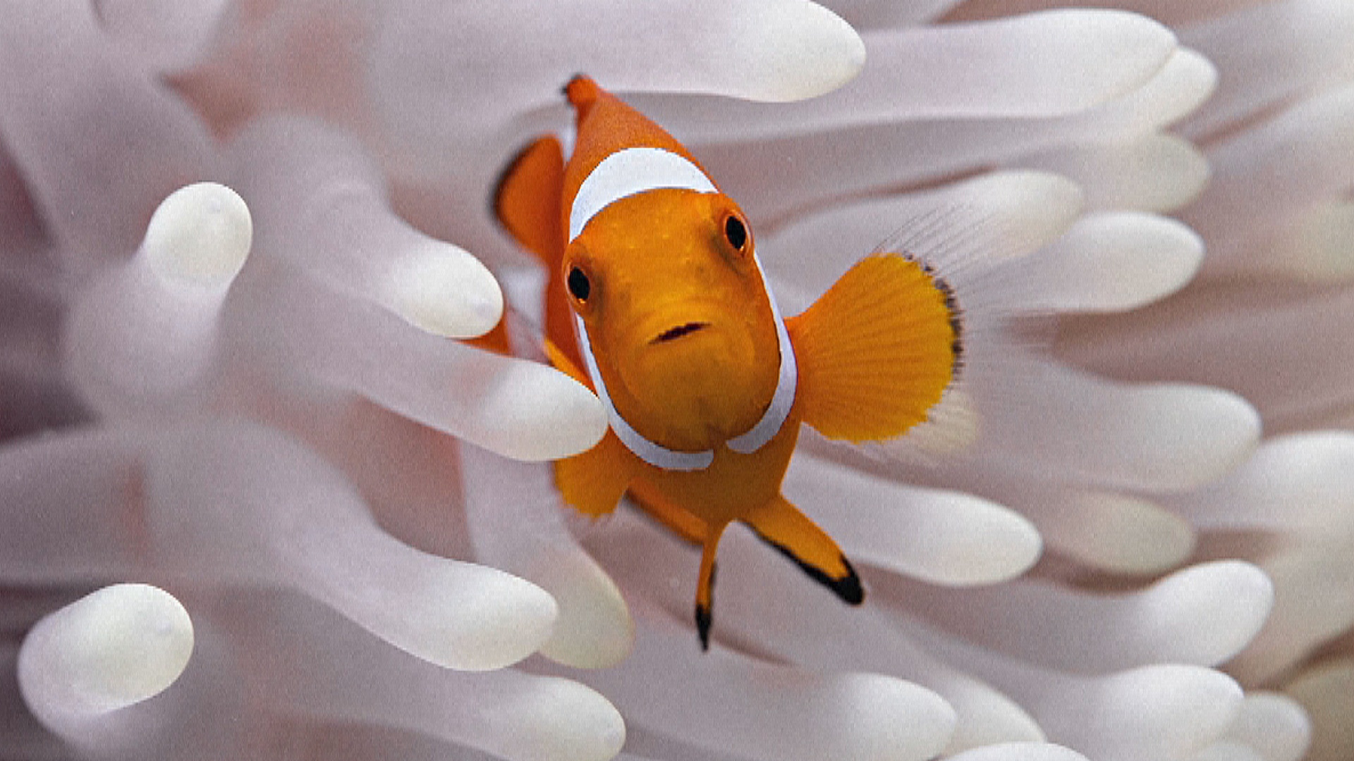 Рыбы-клоуны умеют сжимать тела во время тепловых волн