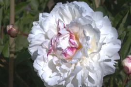 Роскошные пионы привлекают тысячи гостей в сад в Мичигане