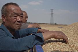 Засуха на северо-западе Китая в два раза сократила урожай пшеницы