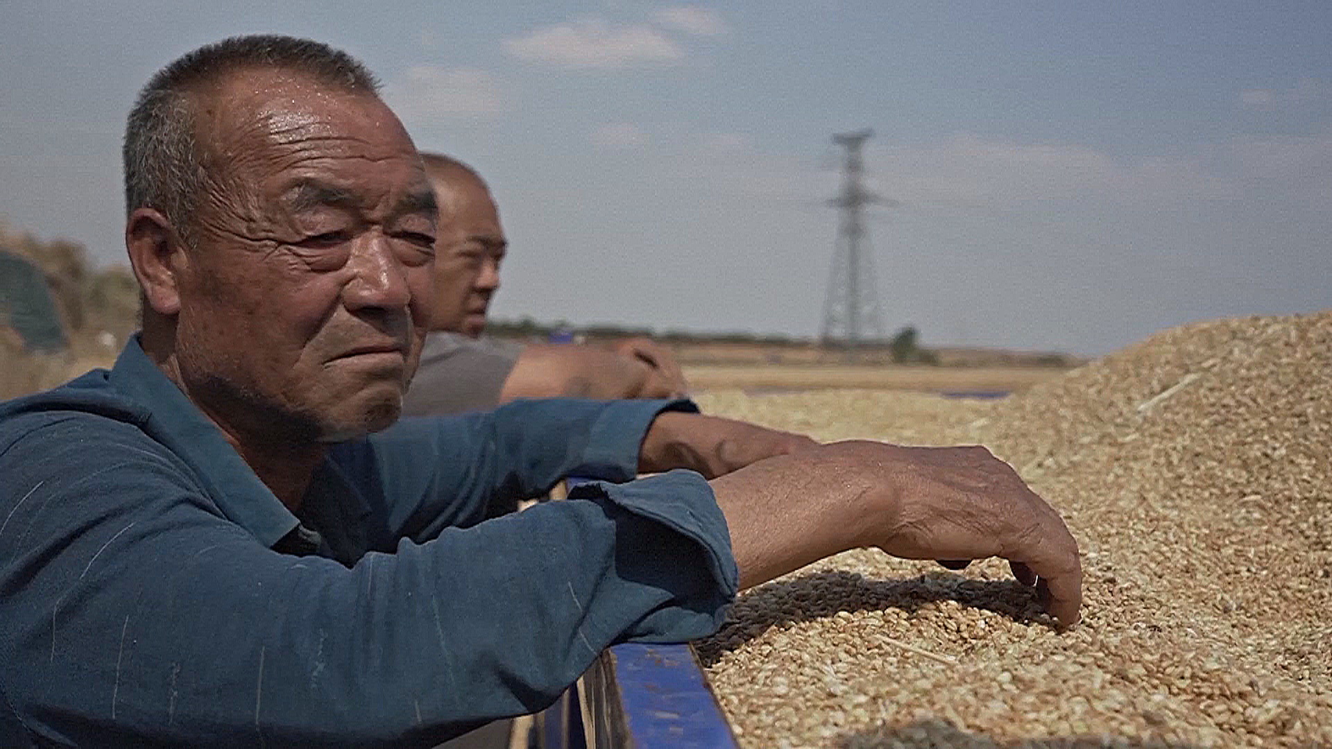 Засуха на северо-западе Китая в два раза сократила урожай пшеницы Засуха на северо-западе Китая в два раза сократила урожай пшеницы