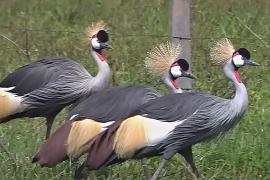 Исчезающие журавли Африки: как Кения спасает величественных птиц