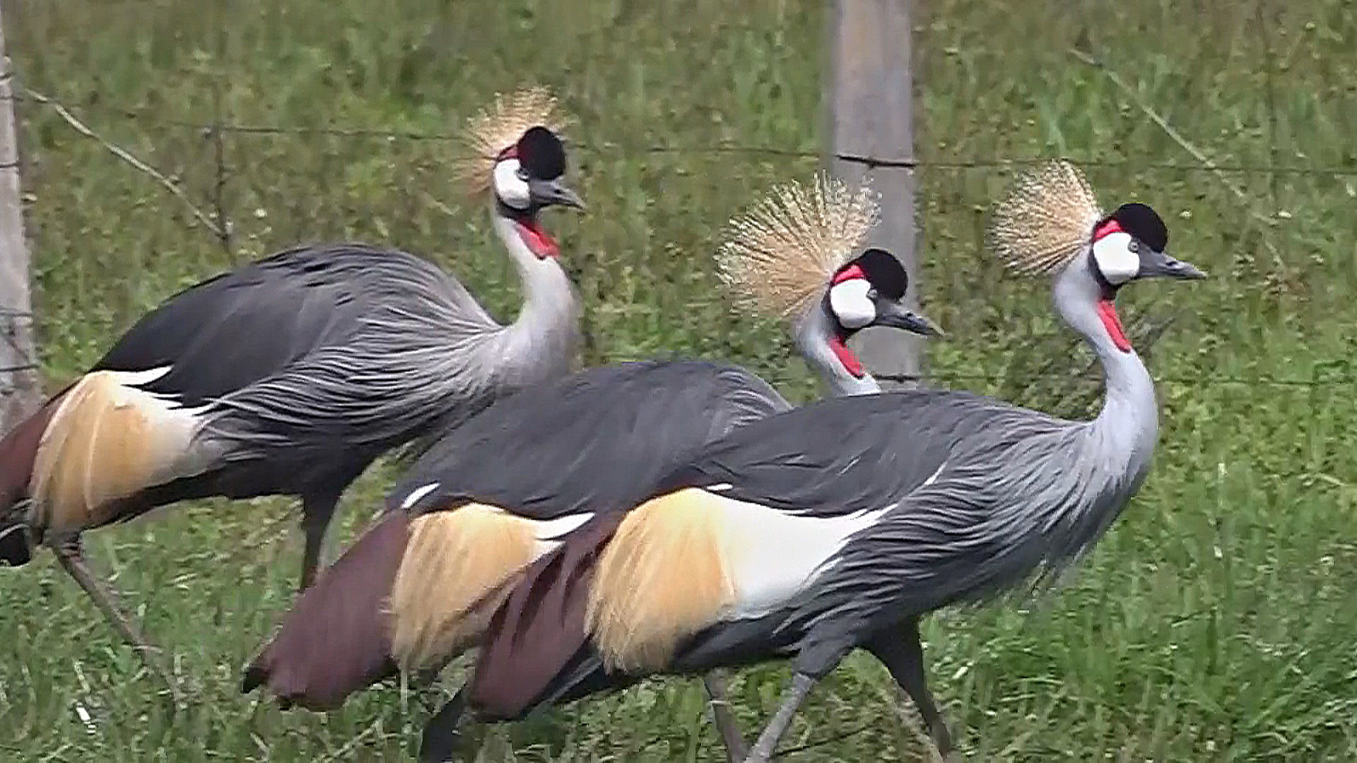 Исчезающие журавли Африки: как Кения спасает величественных птиц