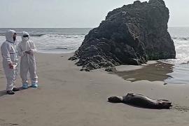 Учёные Чили выявили передачу H5N1 между млекопитающими