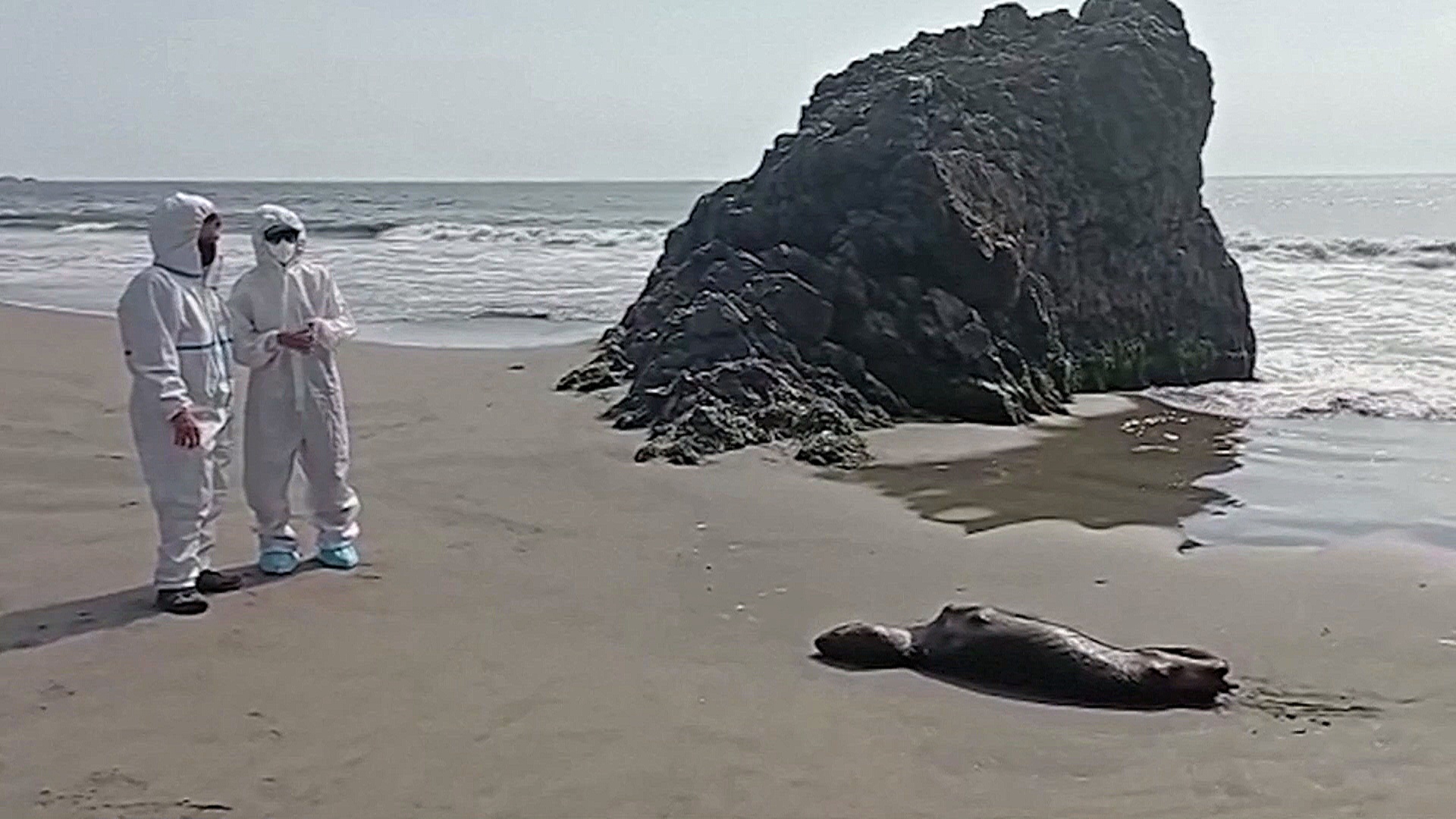 Учёные Чили выявили передачу H5N1 между млекопитающими