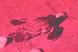 Как исследователи наблюдают за оживлённым местом гнездования морских черепах во Флориде