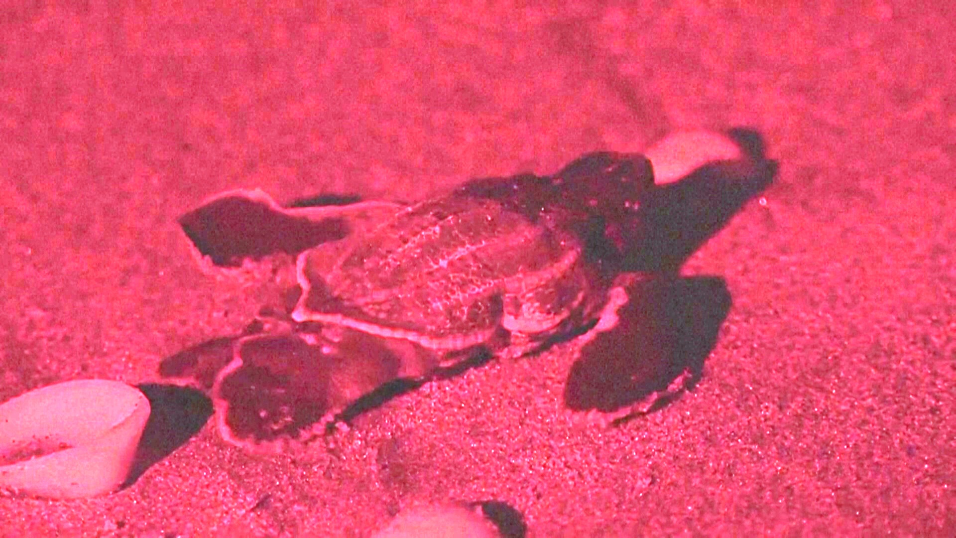 Как исследователи наблюдают за оживлённым местом гнездования морских черепах во Флориде