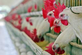 Бразилия объявила себя свободной от птичьего гриппа на птицефермах