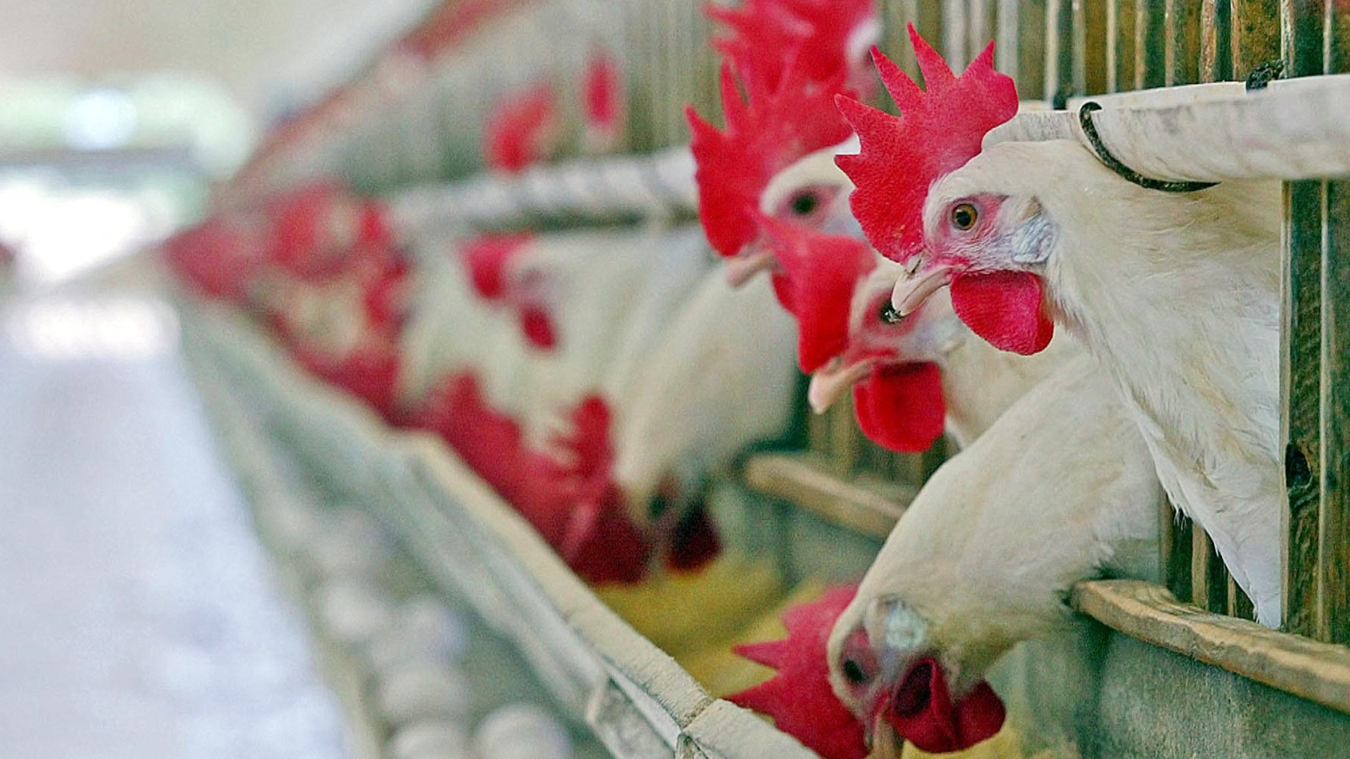 Бразилия объявила себя свободной от птичьего гриппа на птицефермах