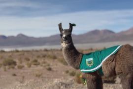 Лама-сирота нашла дом в полицейском участке в Чили