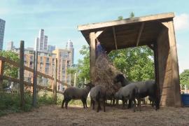 Как спасают от жары питомцев на городской ферме в Лондоне