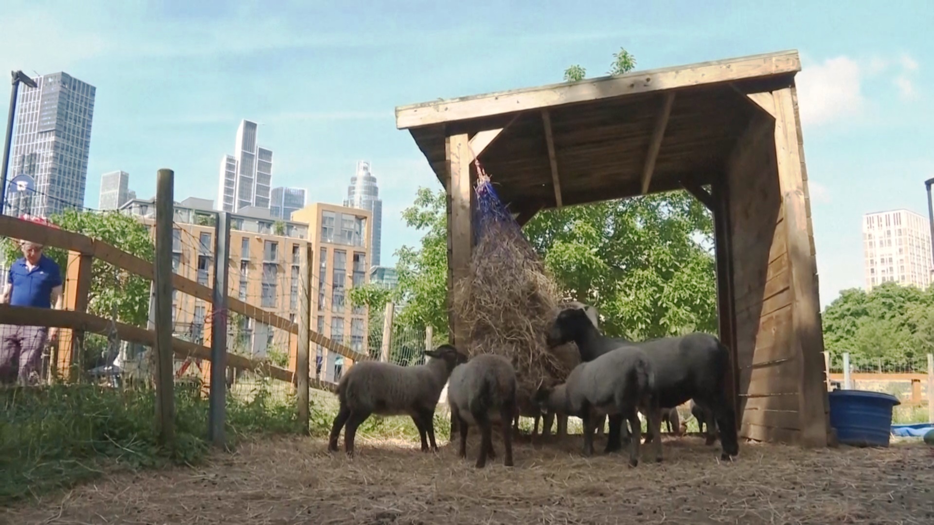 Как спасают от жары питомцев на городской ферме в Лондоне Как спасают от жары питомцев на городской ферме в Лондоне