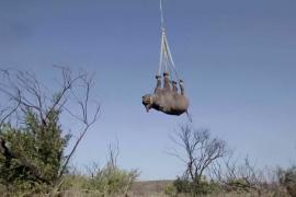 Редкие чёрные носороги из ЮАР помогут восстановить популяцию в Мозамбике