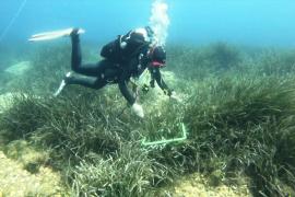 В Хорватии спасают морские водоросли, которые эффективно поглощают CO2