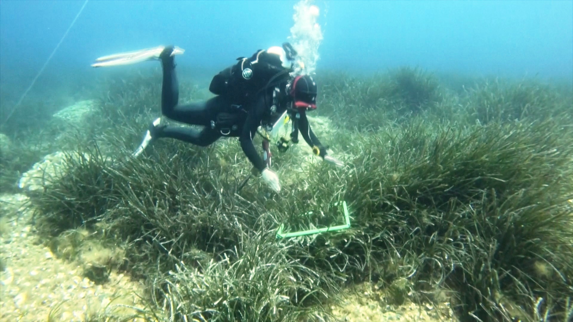 В Хорватии спасают морские водоросли, которые эффективно поглощают CO2 В Хорватии спасают морские водоросли, которые эффективно поглощают CO2