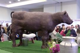 Шоколадная корова в натуральную величину стала звездой фестиваля в Чили