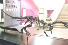 Новый вид: скелет маленького и быстрого динозавра представили в Лондоне