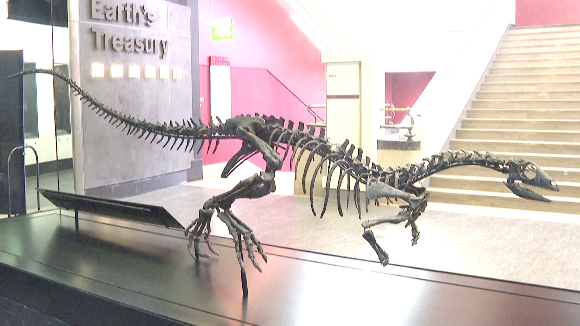 Новый вид: скелет маленького и быстрого динозавра представили в Лондоне Новый вид: скелет маленького и быстрого динозавра представили в Лондоне