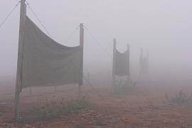 Как туман спасает пустыню: в Чили выращивают салат без капли дождя