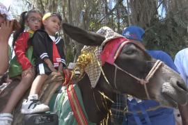Ослам – верным помощникам фермеров – посвятили фестиваль в Колумбии