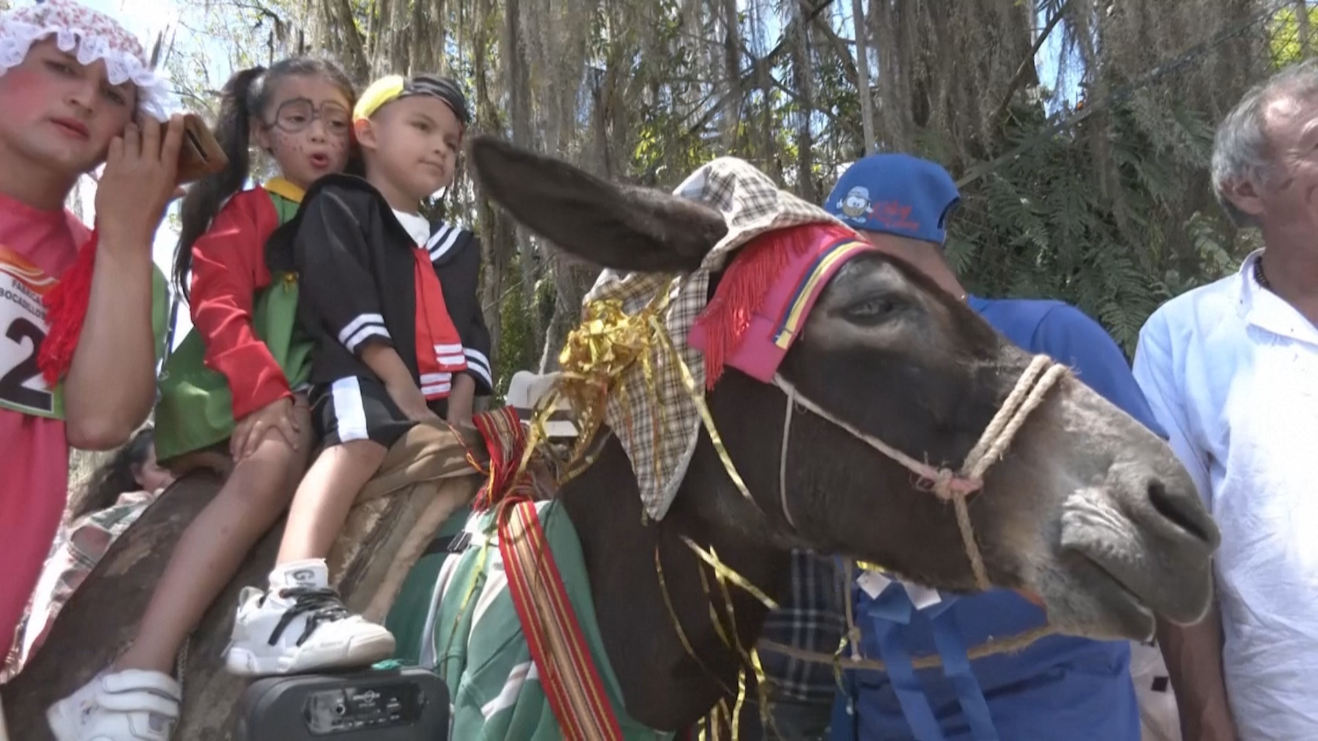 Ослам – верным помощникам фермеров – посвятили фестиваль в Колумбии Ослам – верным помощникам фермеров – посвятили фестиваль в Колумбии