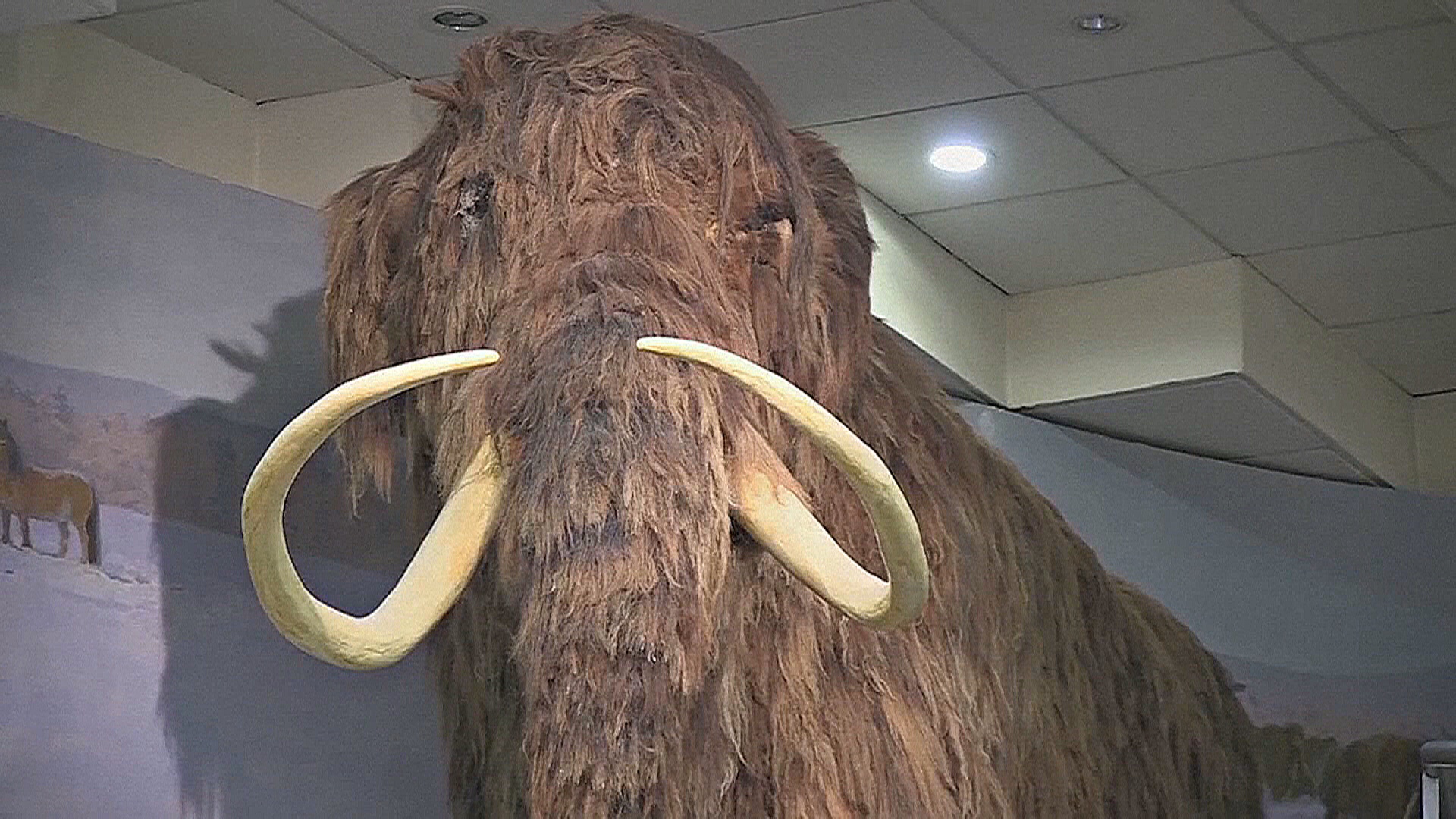 «Мамонтовая лазейка»: как древние кости прикрывают незаконный рынок