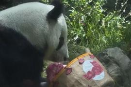 35-й день рождения панды Синь Синь отметили в зоопарке в Мехико