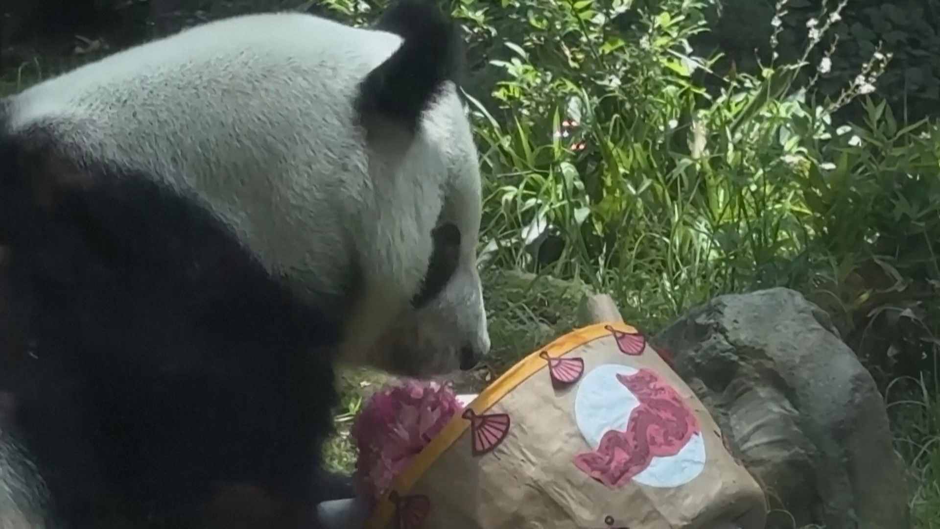 35-й день рождения панды Синь Синь отметили в зоопарке в Мехико