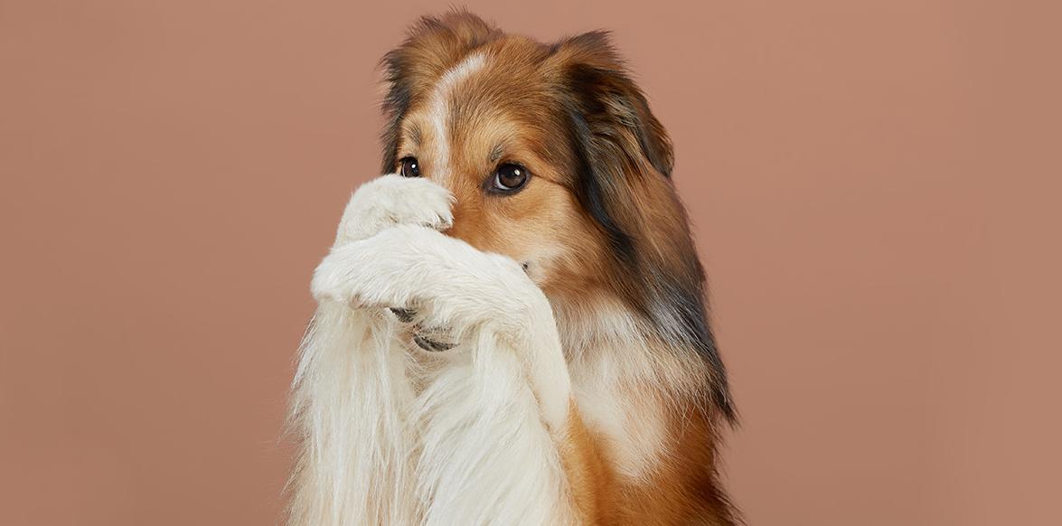 Как правильно составить рацион для щенков, какие корма выбрать