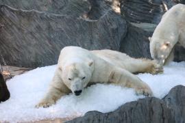 Белые медведи в Пражском зоопарке «купаются» во льду, спасаясь от жары
