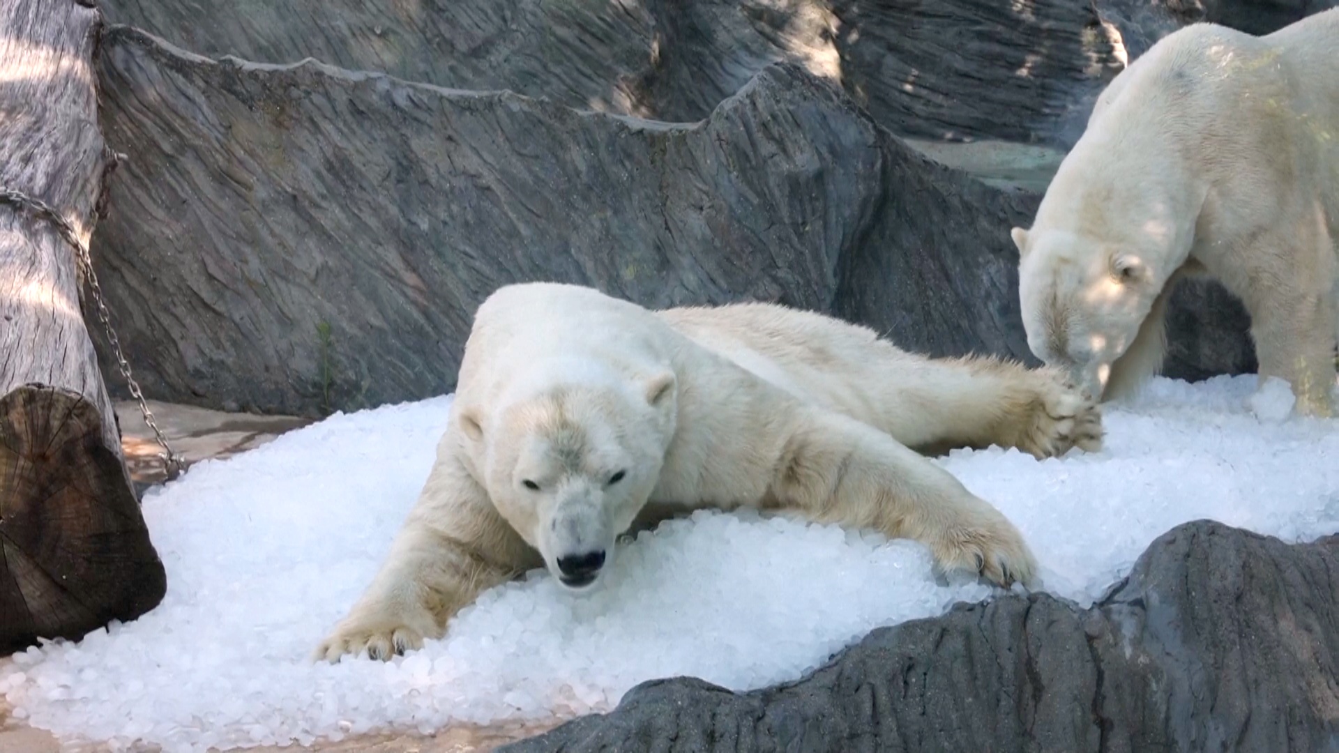 Белые медведи в Пражском зоопарке «купаются» во льду, спасаясь от жары