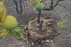 Человеческие волосы спасают сады Чили от засухи