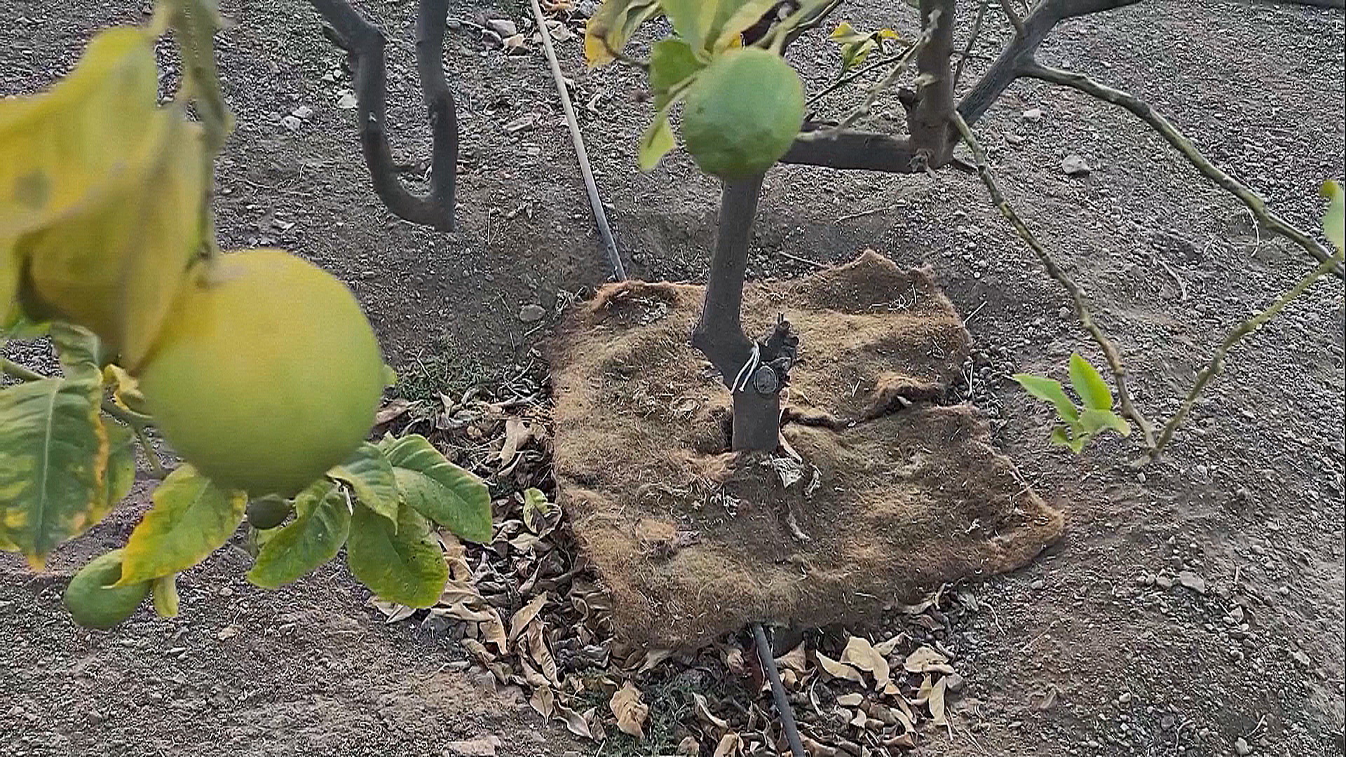 Человеческие волосы спасают сады Чили от засухи