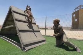 Полицейские собаки Иордании проходят строгую подготовку в центре К9