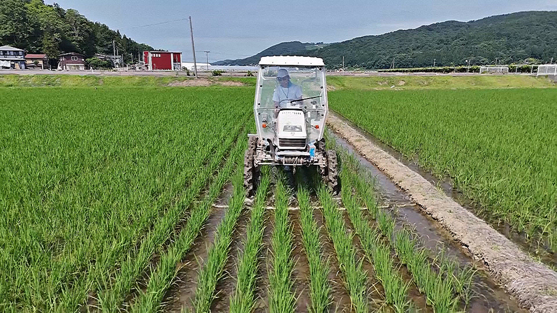 Япония призывает фермеров выращивать больше риса Япония призывает фермеров выращивать больше риса