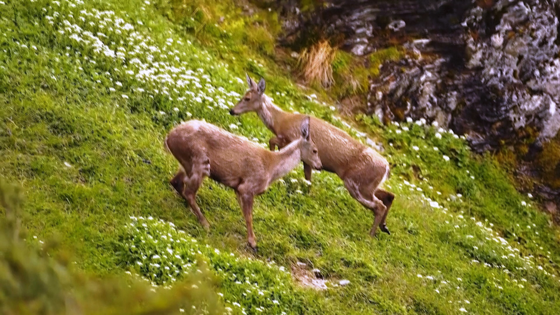 В Чили обнаружили новую популяцию редких южноандских оленей В Чили обнаружили новую популяцию редких южноандских оленей