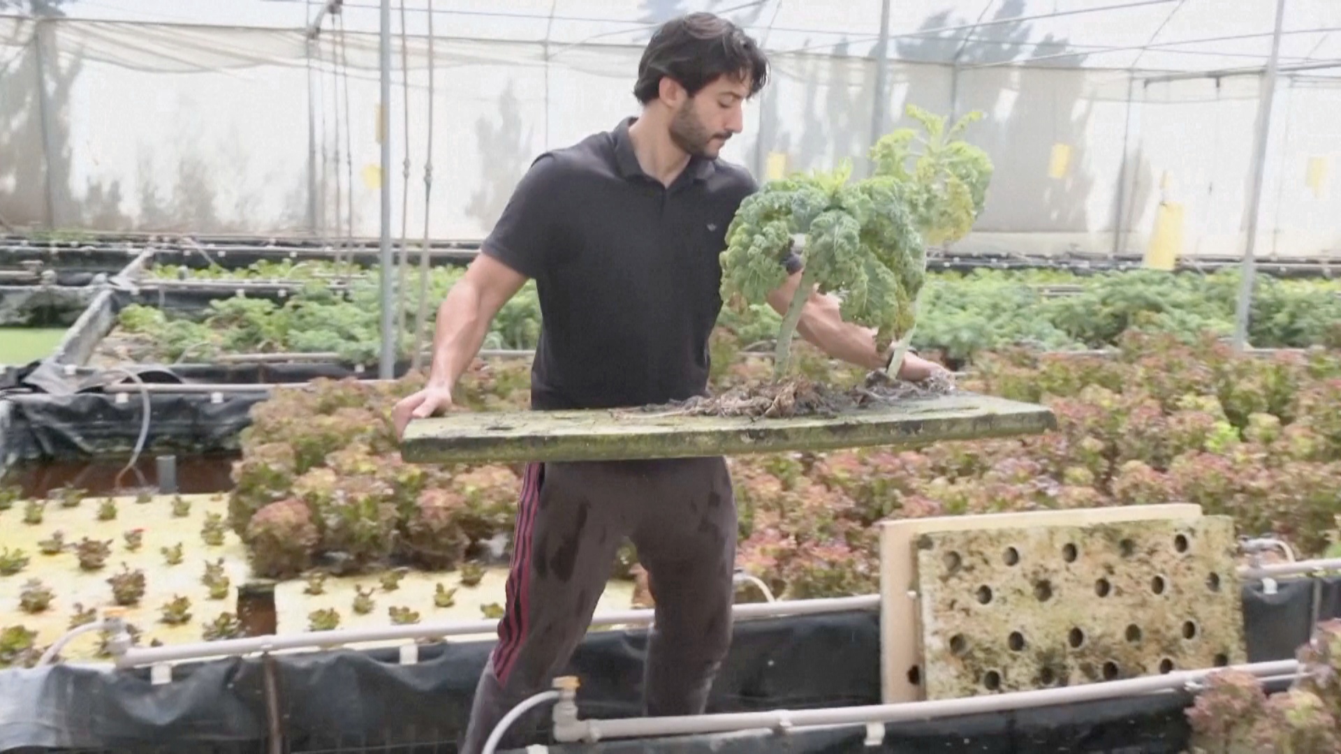 Ливийские фермеры используют аквапонику, чтобы решить проблему нехватки воды Ливийские фермеры используют аквапонику, чтобы решить проблему нехватки воды