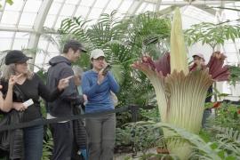 Сотни людей спешат вдохнуть запах «трупного» цветка в Сан-Франциско